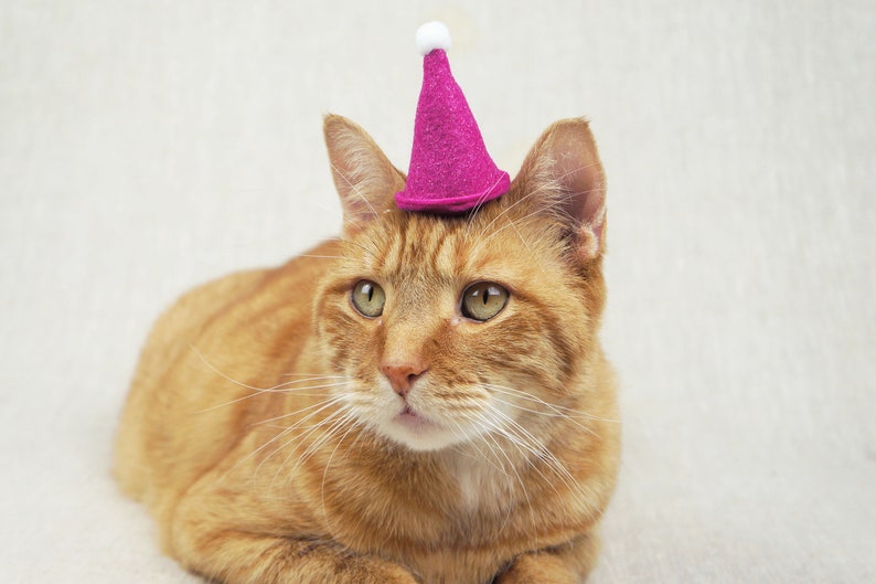 Mini Party Hat for Cats Etsy