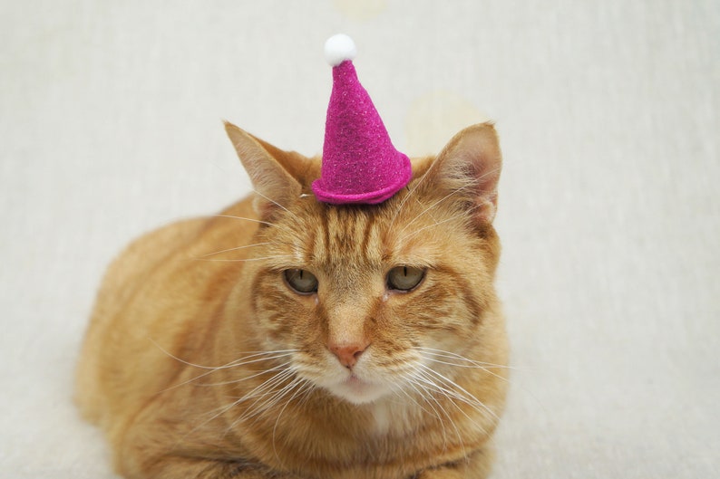 Mini Party Hat for Cats Etsy