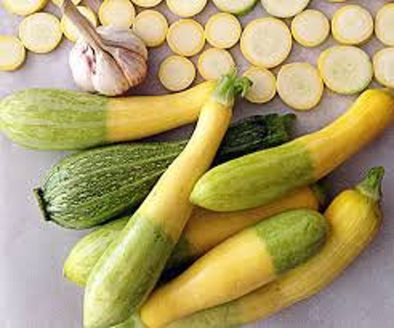 5 Zephyr summer Squash seeds
