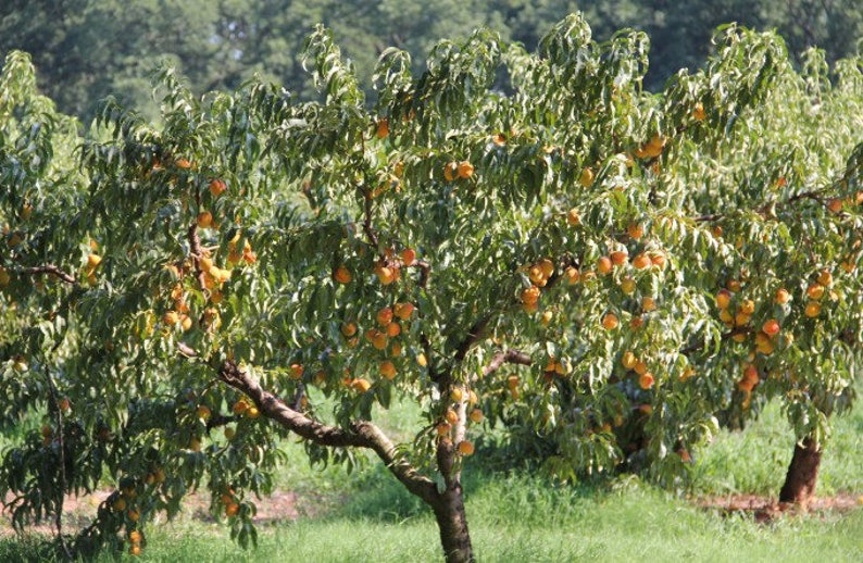 Elberta Peach Tree 1 Gallon Potted Plant Worlds Most Famous | Etsy