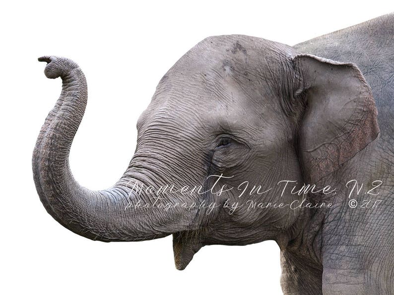 MIT Elephant Head Curved Trunk Etsy