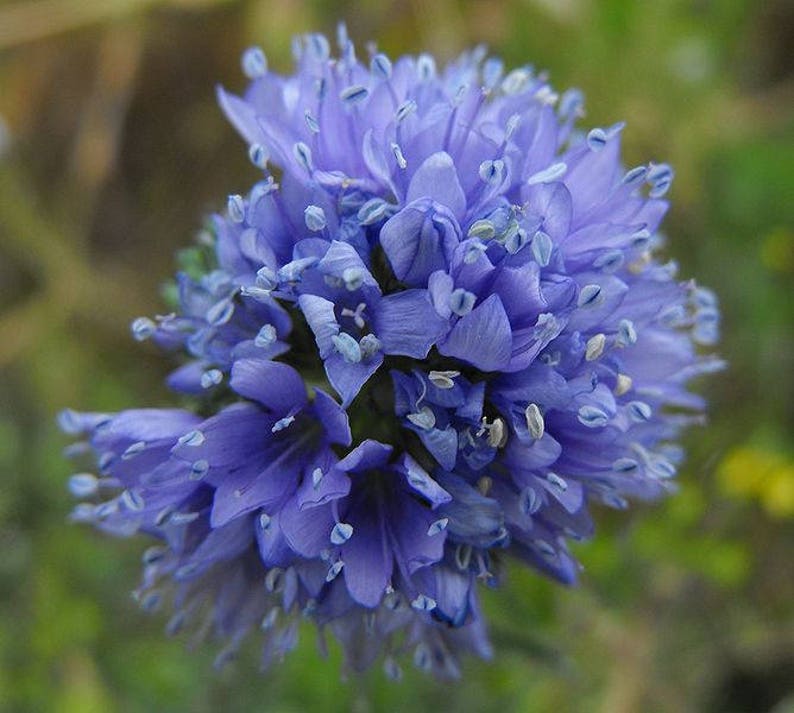 1500 GLOBE GILIA Bluehead Gilia Gilia Capitata Flower Seeds Etsy