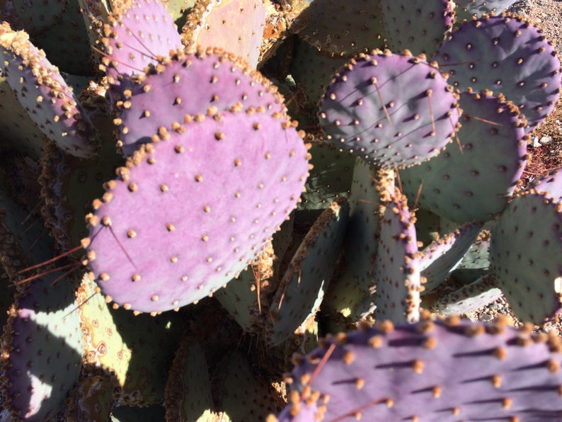 Paddle Shaped Purple Prickly Pear Cactus-Two 68 | Etsy