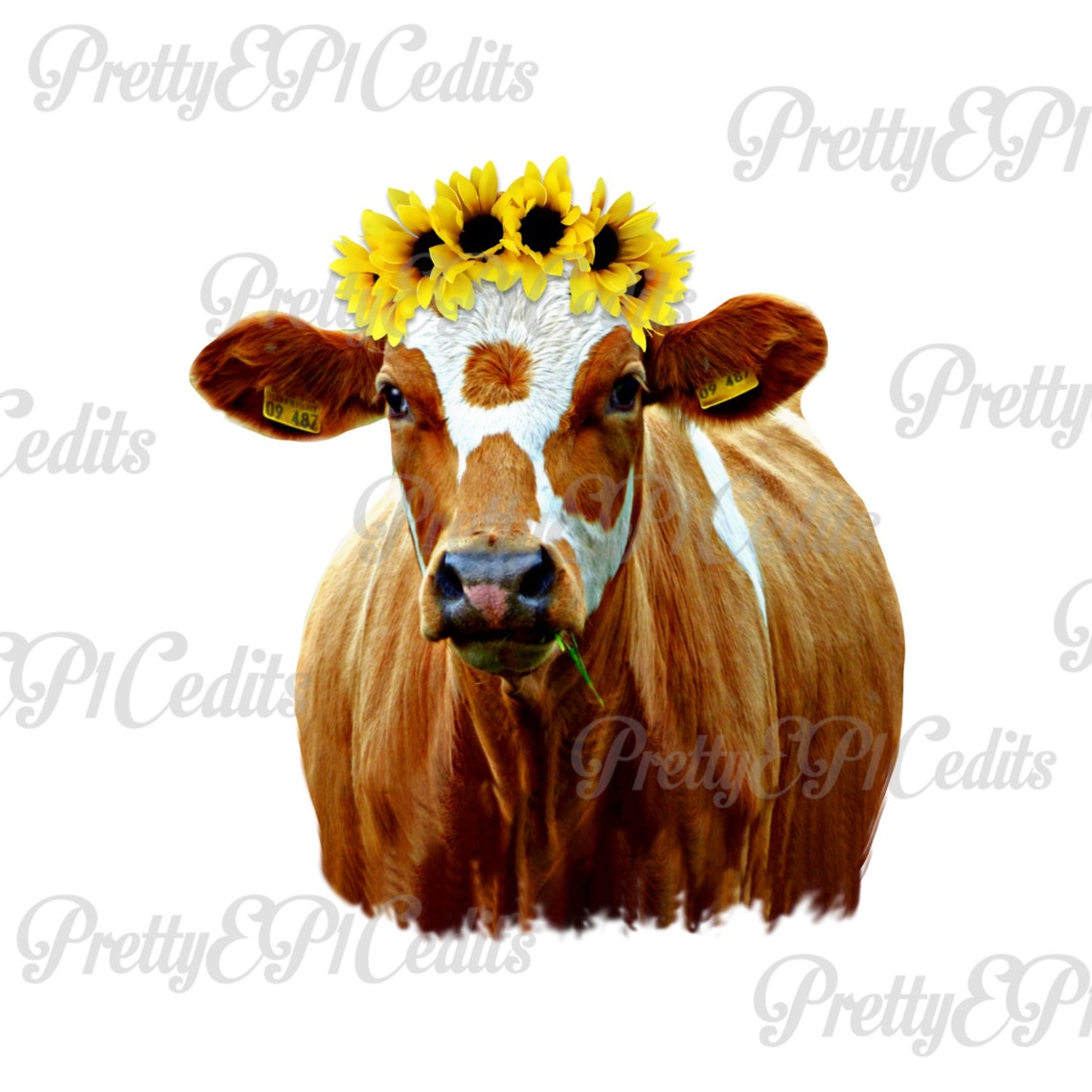 Cute chubby cow with sunflower crown heifer printable | Etsy