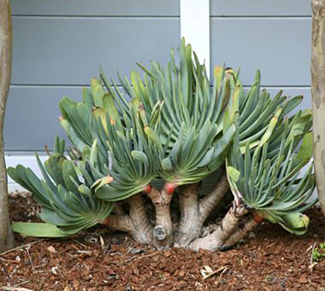 Aloe plicatilis Fan Aloe 5 Seeds Succulents | Etsy