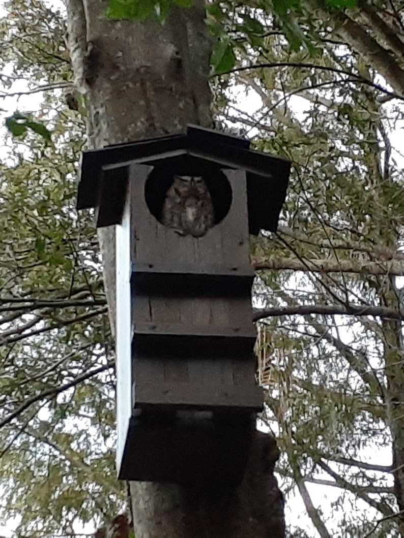 Large Owl houses for: Horned Owl Burrowing Owl Screech Owl | Etsy