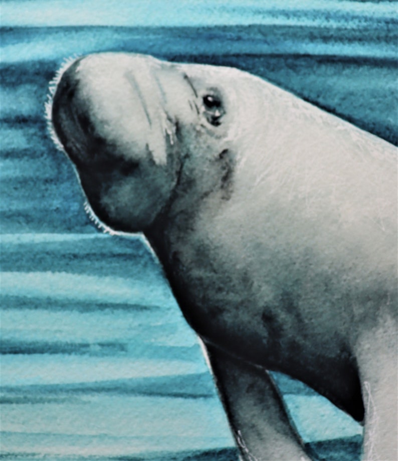 Manatee fine art print watercolor manatee painting marine | Etsy