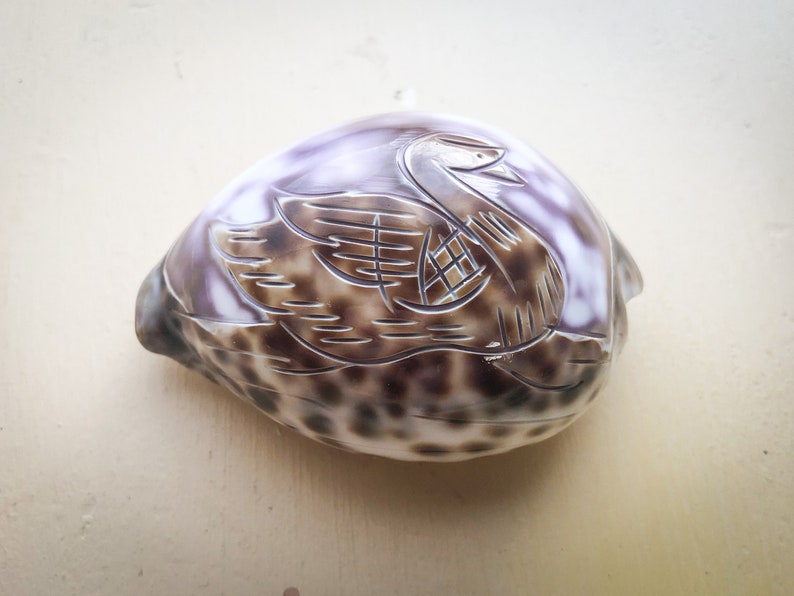 Tiger Cowrie Shell with Carved SwanDuck Surfers Beach Lovers Seashell Art Carving