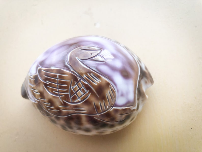 Tiger Cowrie Shell with Carved SwanDuck Surfers Beach Lovers Seashell Art Carving