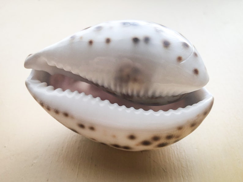 Tiger Cowrie Shell with Carved SwanDuck Surfers Beach Lovers Seashell Art Carving