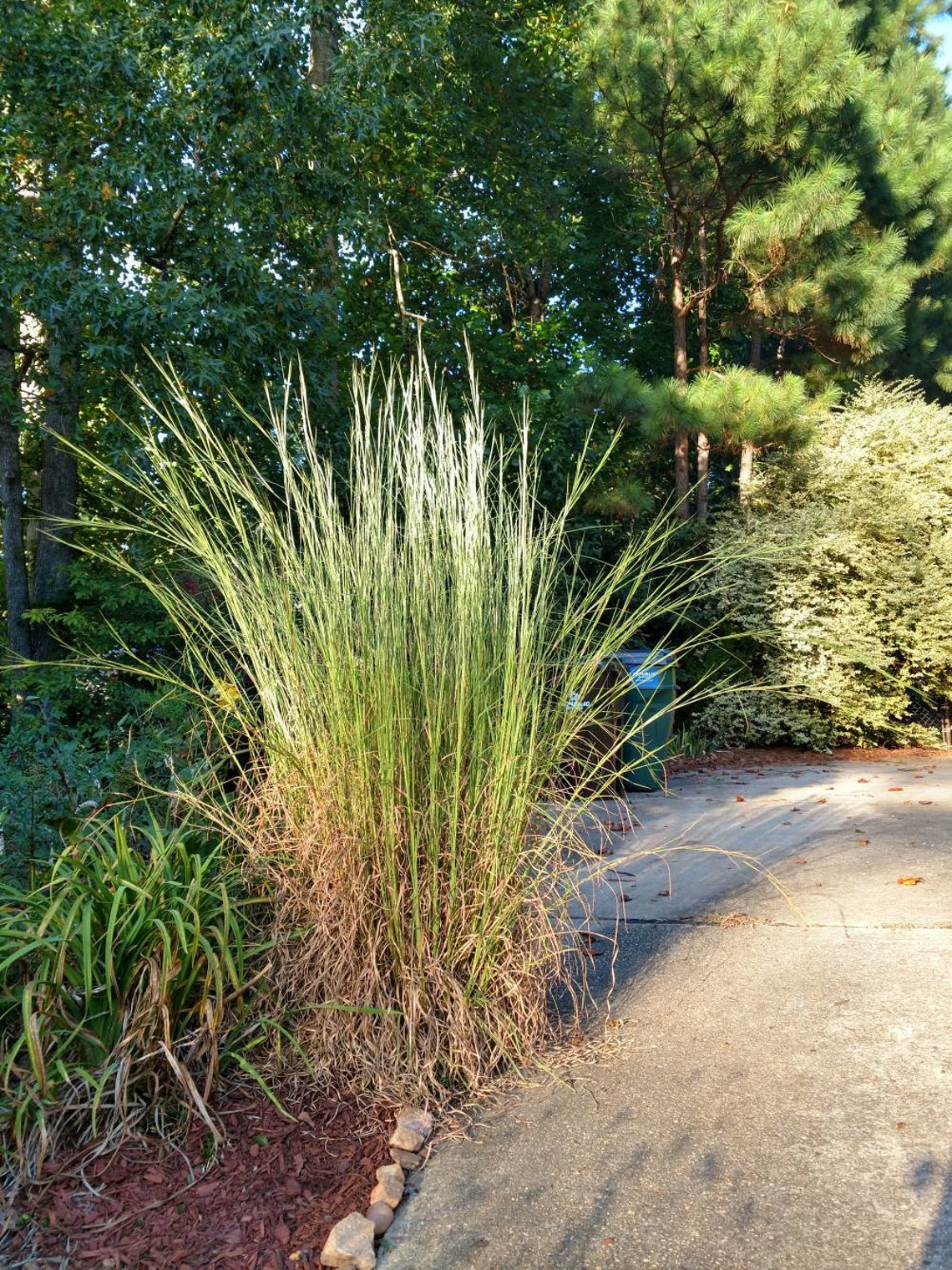 Pack of 2 Fast Growing Ornamental Grass Feather Reed Grass Etsy