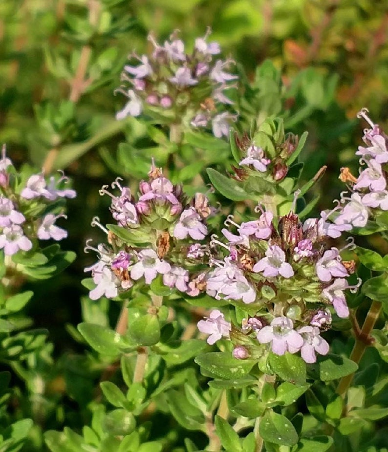 evergreen thyme ground cover