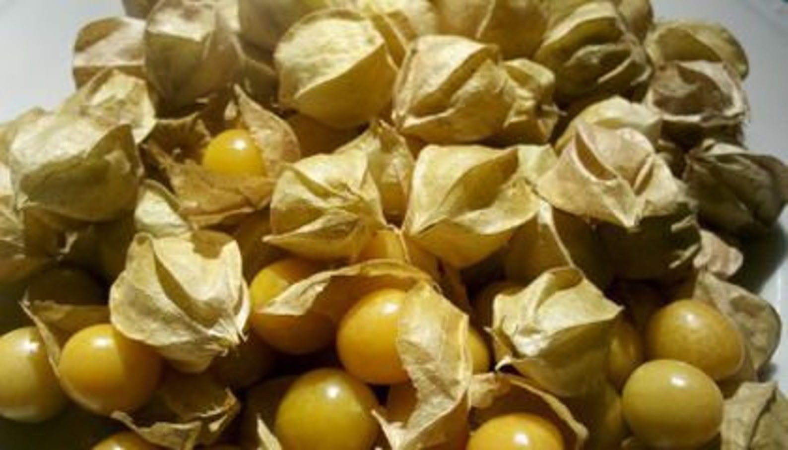Ground cherry seeds for sale Etsy