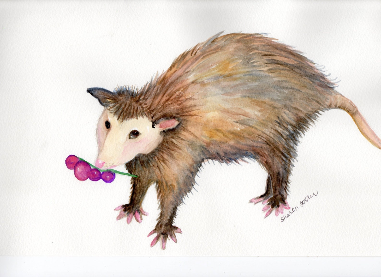 Original Possum Watercolor Painting Opossum Wall Art Etsy