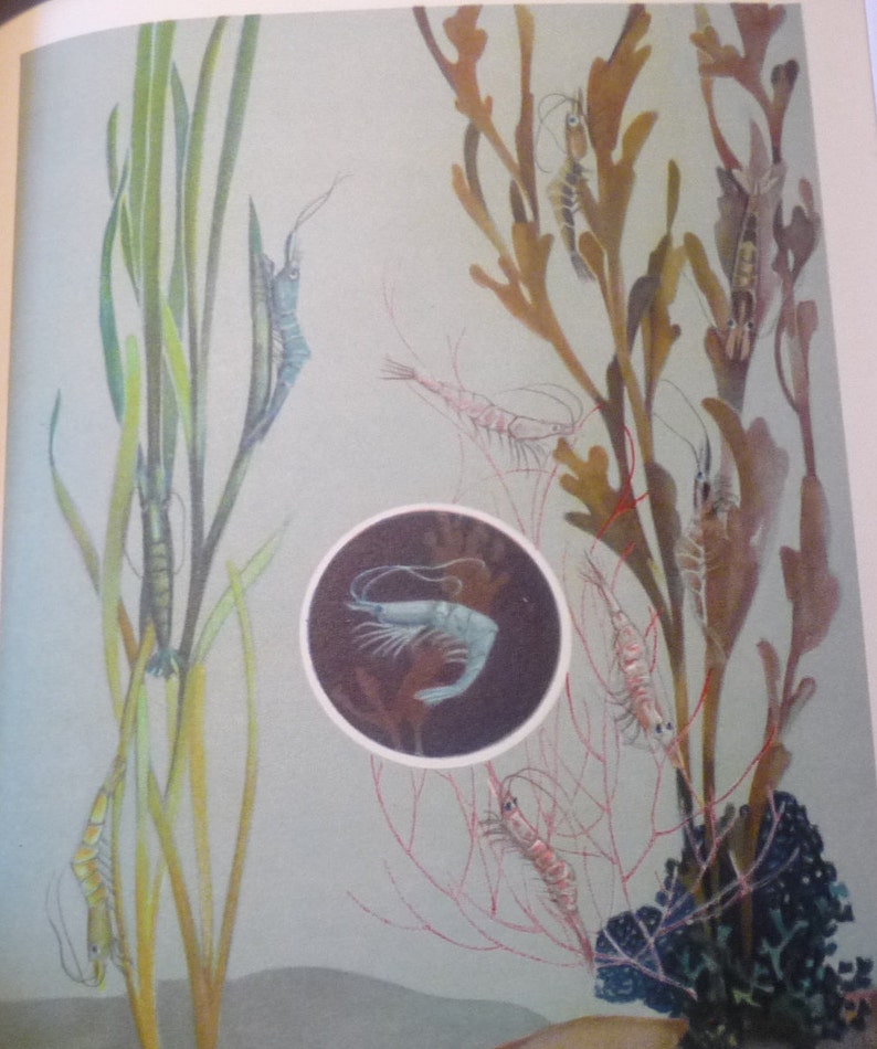 Shrimp Prawns Underwater color lithograph original 1934 ocean nautical print or matted marine life scientist science beautiful colors