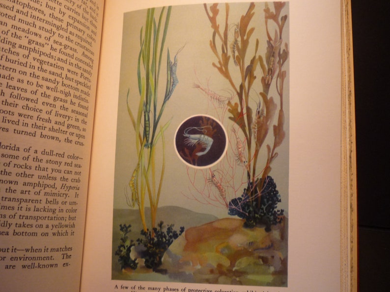 Shrimp Prawns Underwater color lithograph original 1934 ocean nautical print or matted marine life scientist science beautiful colors
