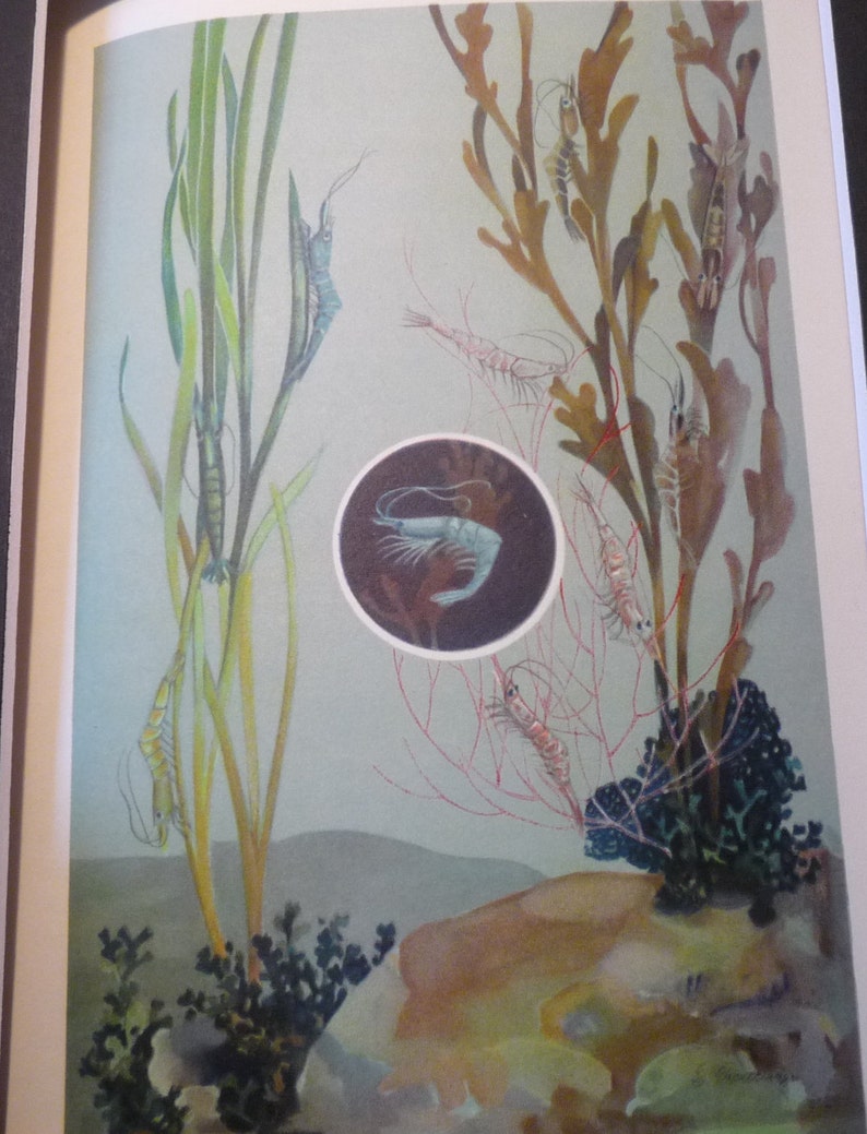 Shrimp Prawns Underwater color lithograph original 1934 ocean nautical print or matted marine life scientist science beautiful colors