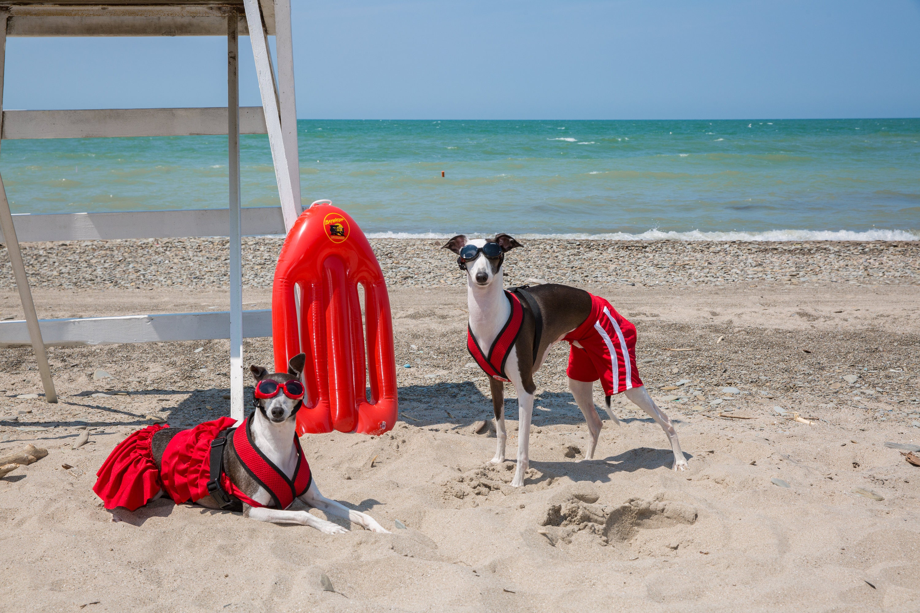 DOG BIKINI Dog Ruffle Red Tankini Dog swim wear Summer Etsy