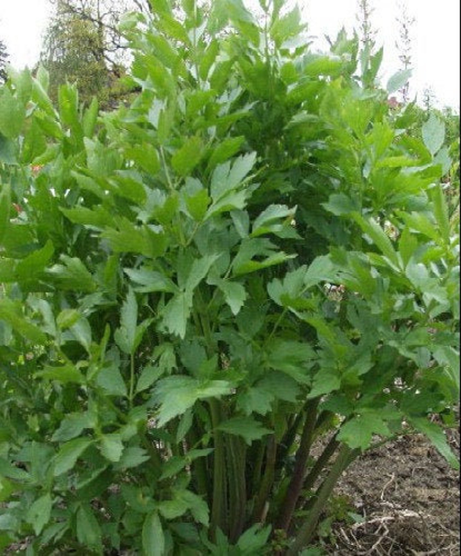 Herb Plant, Lovage