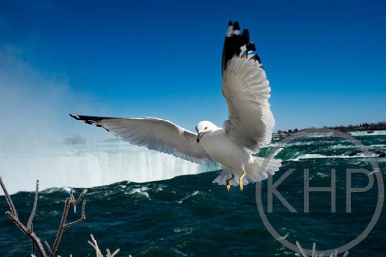 Seagull Over the Falls Canada Niagara Falls Ontario