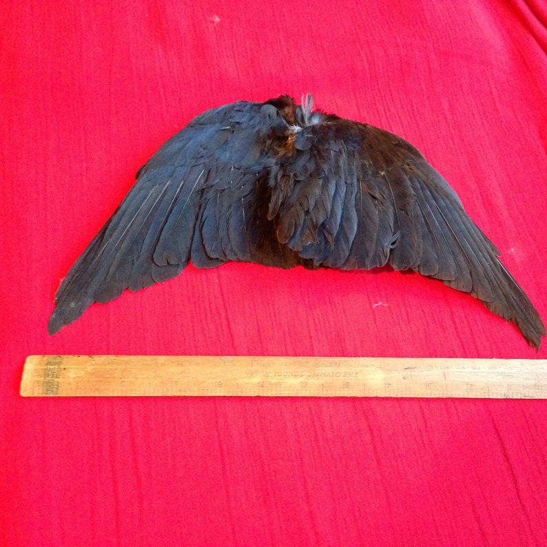 A Pair Of English Jackdaw Wings