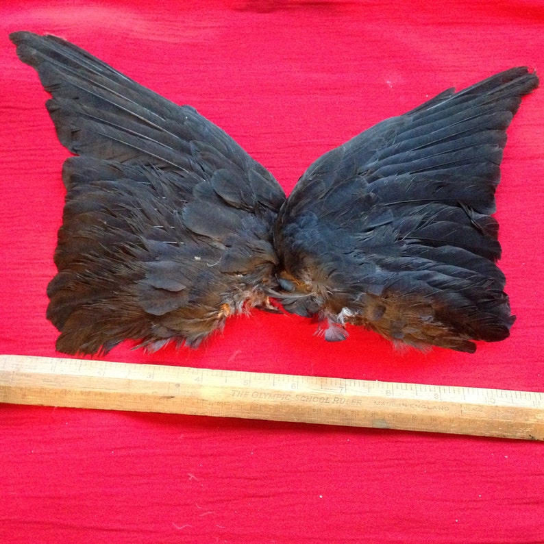 A Pair Of English Jackdaw Wings
