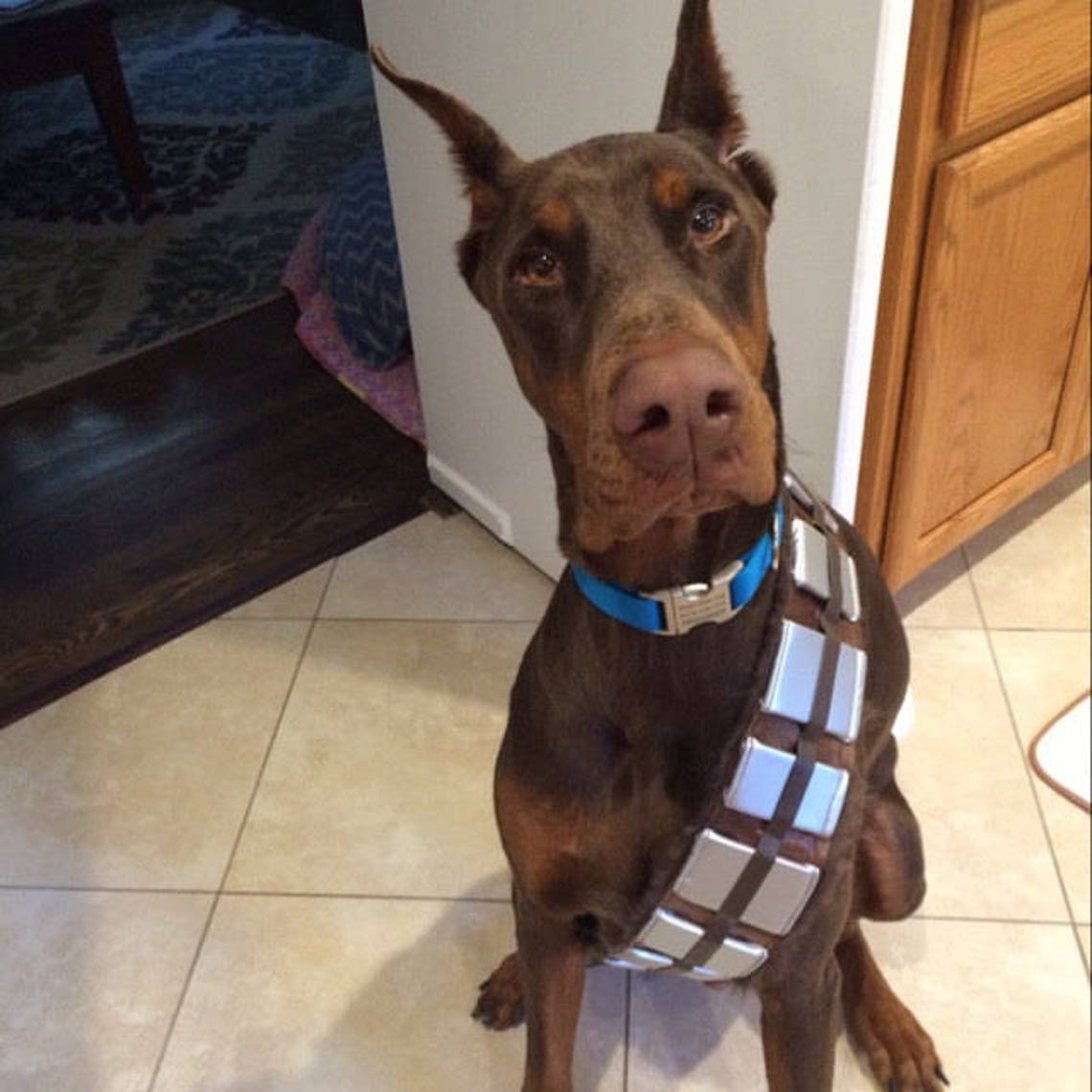 Chewbacca inspiriert Hund Bandolier Kostüm Einstellbar und Etsy