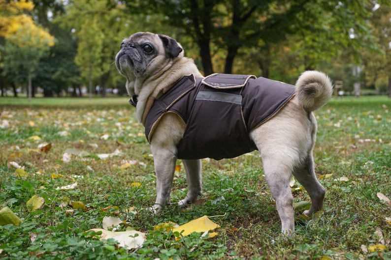 Pug Winter Dog Coat Dog jacket with full belly cover Etsy