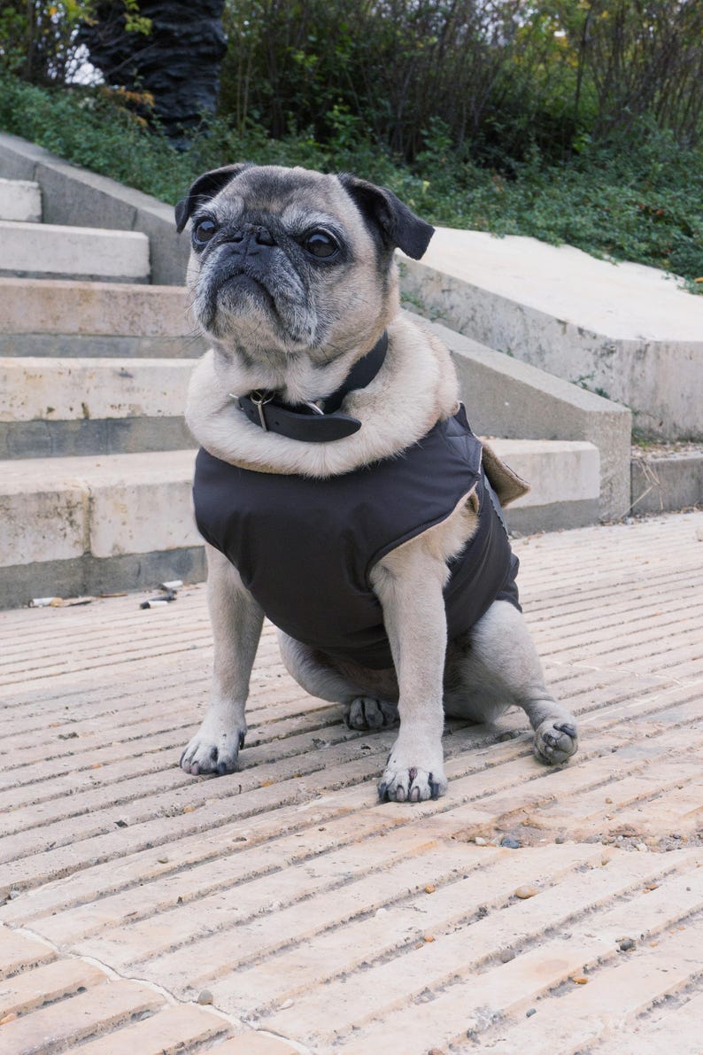 Pug Winter Dog Coat Dog jacket with full belly cover | Etsy