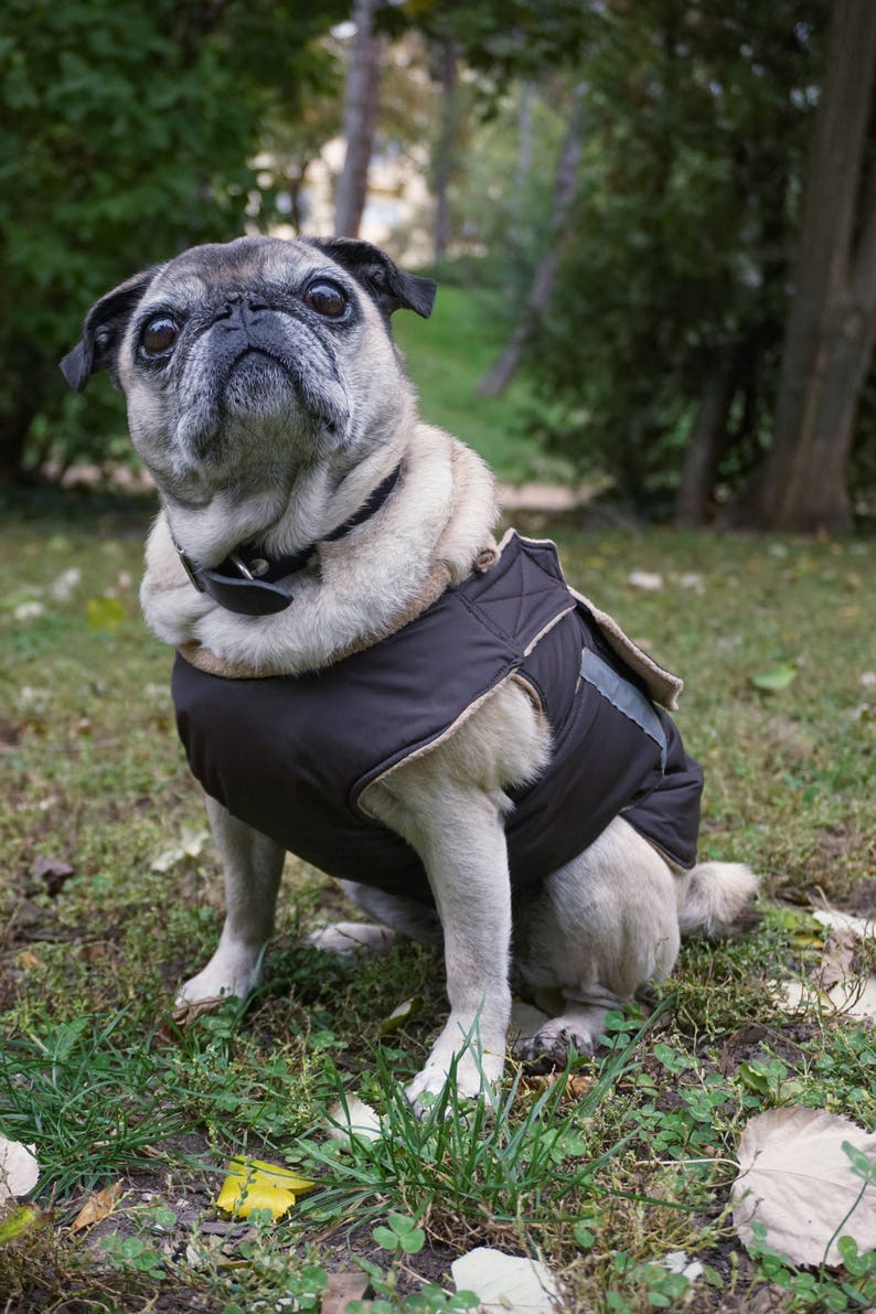 Pug Winter Dog Coat Dog jacket with full belly cover Etsy