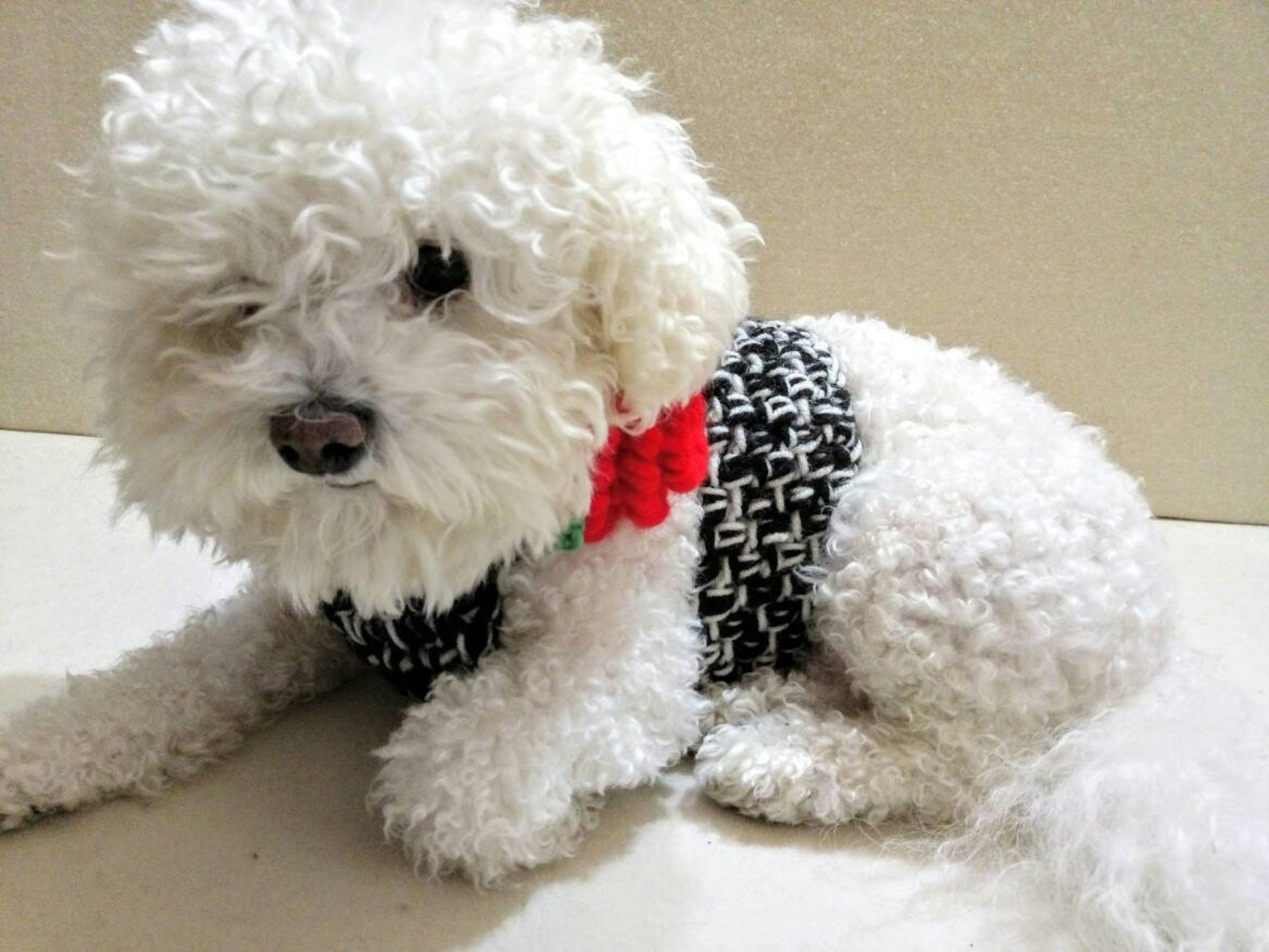Crochet DOG harness Pets Harness Small dog harness with back Etsy